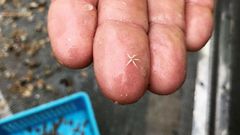 Vista de una estrella de mar extra�da durante la campa�a cient�fica en los montes submarinos del Canal de Mallorca 