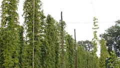 Plantaci�n de l�pulo en Mabegondo, una zona en la que el cultivo ya estaba presente hace d�cadas