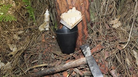 Los expertos consideran que los cortes en el tronco acaban por afectar al crecimiento del rbol 