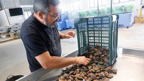 El biólogo de la cofradía muestra las zamburiñas que se capturaron en el primer día de la campaña