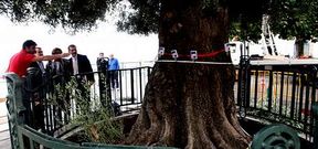 <span lang= es-es >Mimo y cuidados para el olivo.</span> El �rbol que simboliza la ciudad de Vigo es objeto de vigilancia y cuidado por parte de los t�cnicos municipales para garantizar su pervivencia. Ayer Caballero se acerc� al Paseo de Alfonso para conocer detalles de su estado.