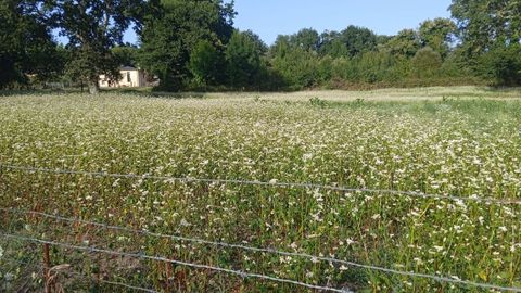 Una de las fincas de Roupar (Xermade) donde se cultiva trigo sarraceno 