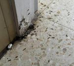 Las termitas en el colegio.