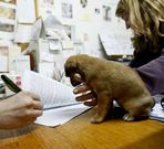 En la Protectora tambi�n presentan denuncias por maltrato animal.