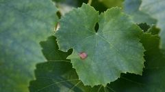 Vi�edo con black rot