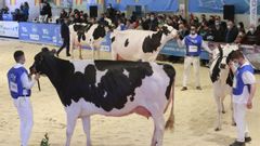 Imagen del certamen de ganado fris�n celebrado en el 2022