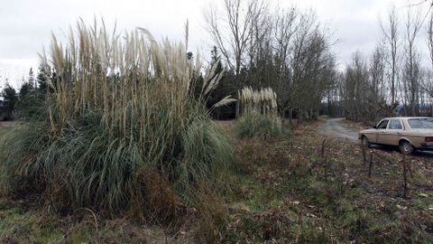 Las plantas sudamericanas se propagan por la zona de As Lamas, en Monforte