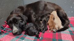 La madre cuida ya de los seis cachorros que su due�o hab�a dejado en un contenedor de Sanxenxo