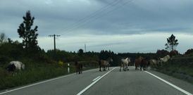 Los animales pastan por los m�rgenes de la v�a y atraviesan los carriles en cualquier momento. 