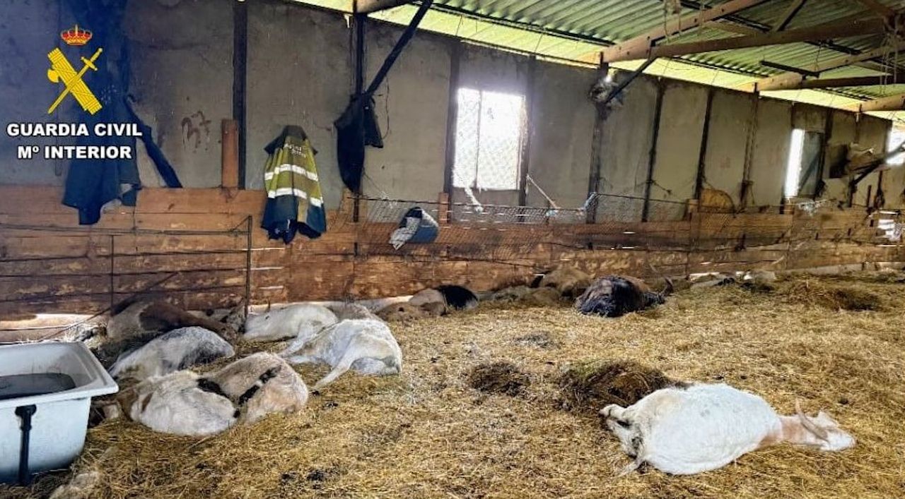 Investigado un ganadero de Trives tras el hallazgo de 90 cadáveres de ovejas y cabras en su explotación ganadera