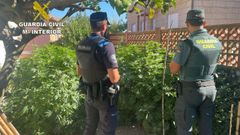 Imagen de archivo de un operativo contra el cultivo de marihuana