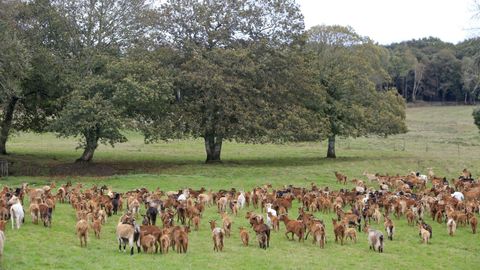 El uso de cabras para limpiar el monte ha sido posible en algunos lugares gracias a la participacin en una red como Afinet