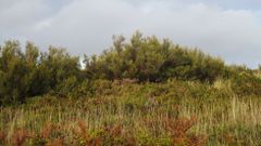 M�moa atopada en Navia