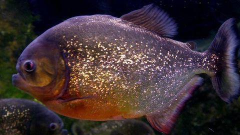 La pira�a tiene un r�cord inigualable en velocidad.