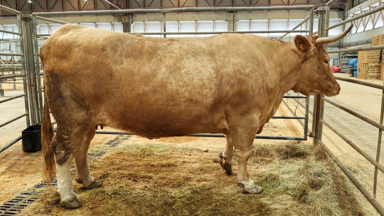 La Central Agropecuaria de Galicia sigue a devorar récords con una vaca que costó 10.393 euros
