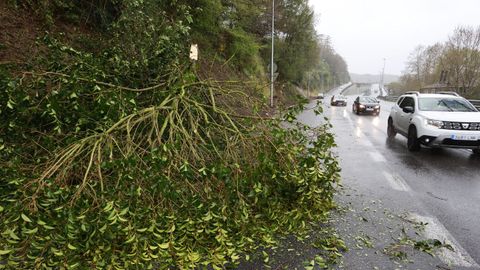 Rama de un rbol cado en una carretera de Lugo