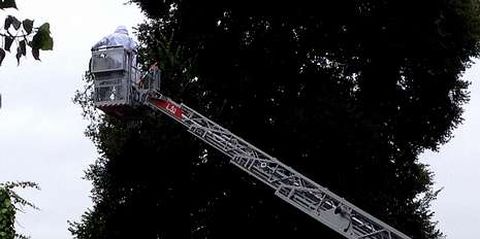 Los nidos de las avispas asi�tica suelen ser inaccesibles. 