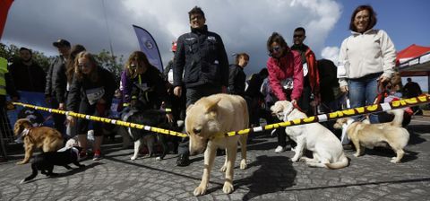 Mañana de perros. Arriba, Fusco, el can de palleiro del anuncio de Gadis, corta la cinta con la boca. A la izquierda, Josefa García, que compitió a los 82 años con su perrita Rula, y a su lado, Daniel Somoza, el primero en cruzar la línea de meta, con Golfi.