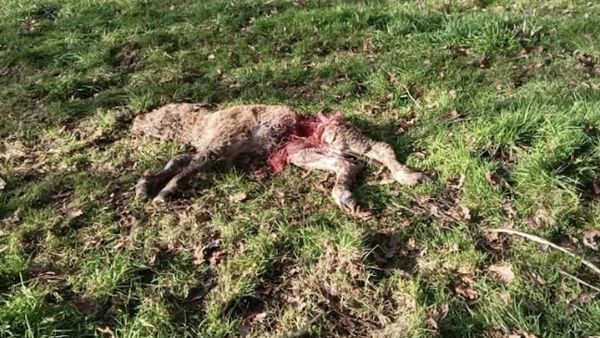 Ternero muerto en Teixeiro por el ataque de un lobo