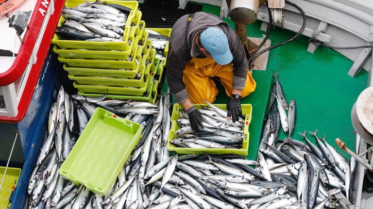 Un pescador gallego metiendo en cajas la xarda cuando abundaba mucho ms que ahora, en el 2020