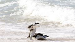 Una pareja de arao comn en las Ras Baixas