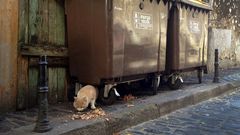 Gatos en el casco hist�rico de Betanzos
