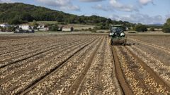 Recogida de patatas en A Limia en la camapaa del 2022.