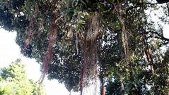 El desconocido jard�n bot�nico de M�ndez N��ez