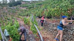 Inicio de la vendimia, el pasado mes de agosto, en la vi�a de Peza do Rei