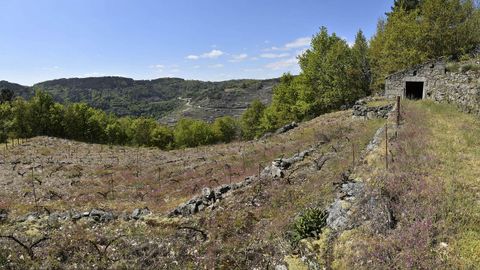 Vi�edos en San Mamede