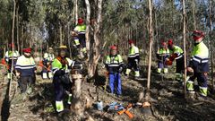 Brigadistas de los planes de trabajo municipal (17 operarios) y auton�mico (12) que desbrozan los montes comunales antes del verano. 