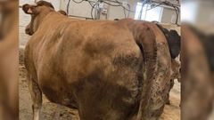 La vaca criada en Chantada, en Silleda el d�a en que se vendi�