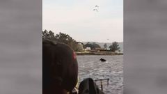 Las mariscadoras de Cambados, sorprendidas por un jabal� que parec�a correr sobre el agua