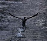 Los cormoranes llegaron el mi�rcoles, al coraz�n de Carballo, al parque del San Marti�o.