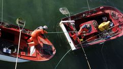 Marisqueo a flote en O Boh�do