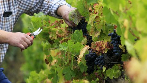 Los viticultores aguardan a que las lluvias den una tregua para completar la vendimia