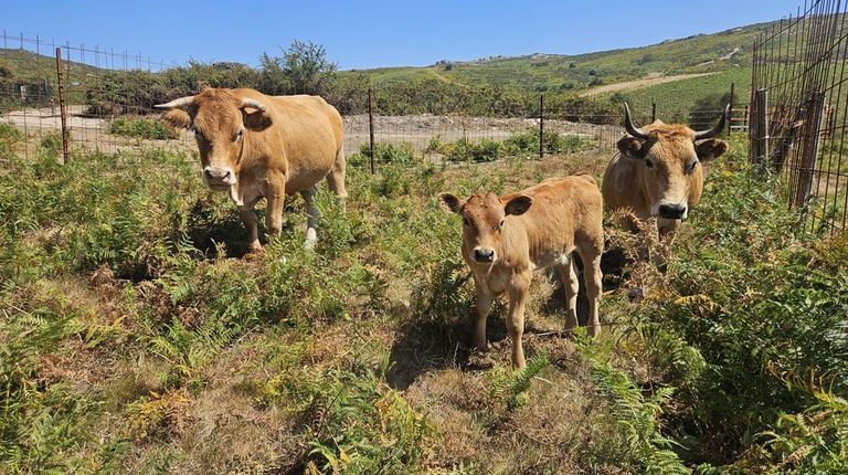 Ganado  en el monte de la parroquia de Xesta, en A Lama, en la Serra do Suido, este jueves por la ma�ana