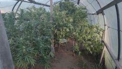 Plantas de marihuana de gran tama�o fueron intervenidas en dos invernaderos situados en Noia.