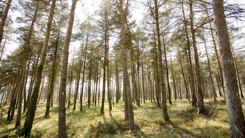 La empresa que fund Amenedo con otros socios compraba madera en Guitiriz y en otras zonas