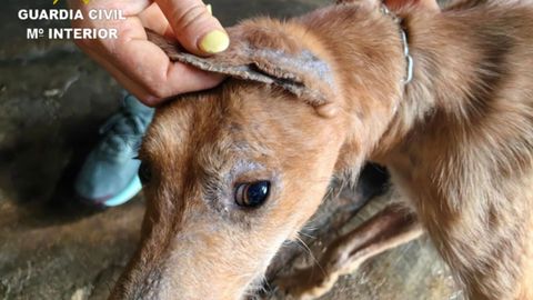Detalle�de uno de los animales de Moa�a, muchos de ellos con sarna y encadenados con cadenas cortas