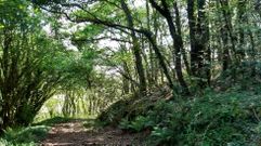 Monte Cernadas, en Val do Dubra, en A Corua, uno de los bosques de plan de biodiversidad de Ence