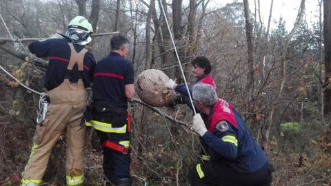 Retirada de un nido de avispa asi�tica en Oviedo