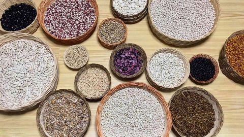 Algunas de las 25 variedades de fabas que atesora Visita, una vecina de Balocos