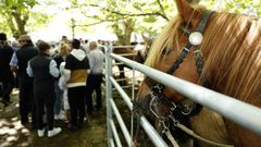 Feira de cabalos en Mondo�edo, en As Quendas
