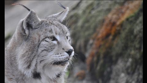 Ejemplar adulto de lince boreal, mucho ms grande que su pariente ibrico del sur de Espaa