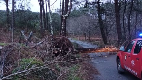 Emerxencias de O Grove tuvo que retirar varios �rboles de la calzada en San Vicente