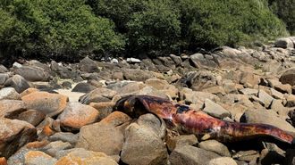 El calder�n varado en Ferrol.