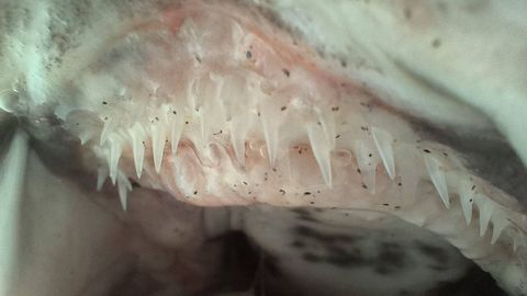 La caracter�stica dentadura del tibur�n
