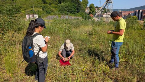 Un estudio de la Universidad de Oviedo identifica plantas nativas con potencial para restaurar espacios urbanos degradados