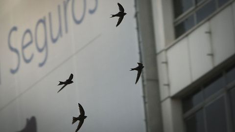 VENCEJOS VOLANDO EN LA ZONA DEL OBELISCO
